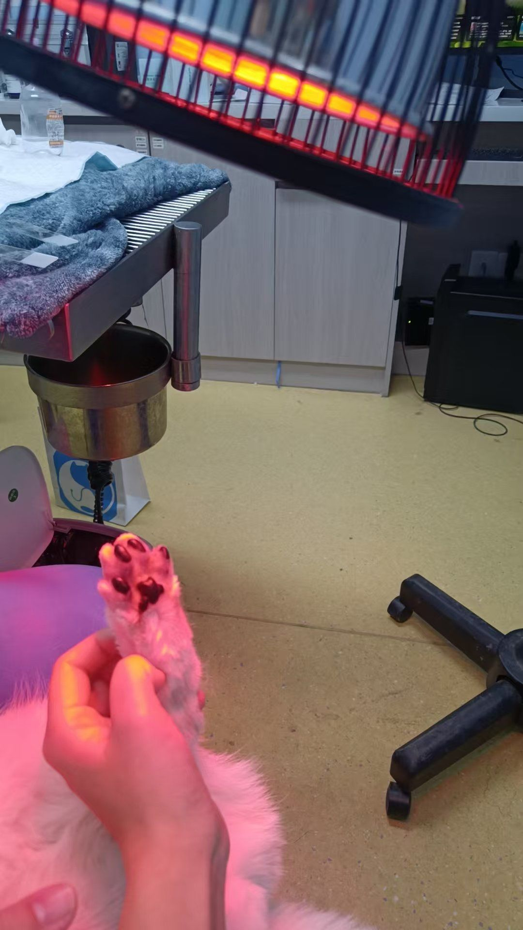 The Benefits of Red Light Therapy for Pets: A Complete Guide for Dog & Cat Owners | GERYLOVE