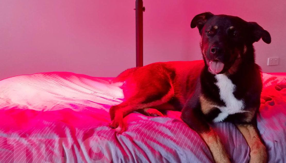 Red Light Therapy for Pets: A Complete Guide to Supporting Joint Comfort and Recovery