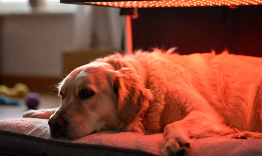 Canine Joint & Muscle Home Care: The Science Behind GreyLove Red Light Therapy