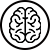 Brain